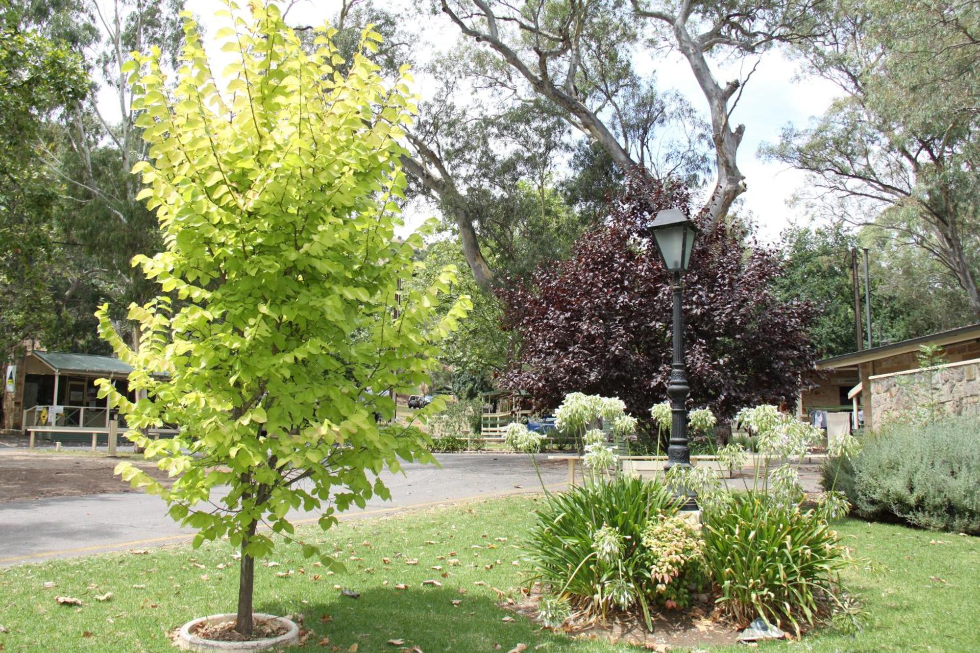 Отель Adelaide Brownhill Creek Tourist Park Экстерьер фото