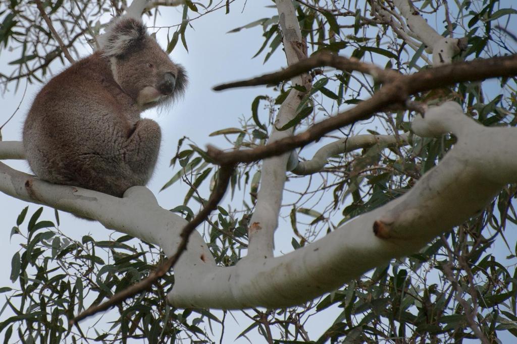 Отель Adelaide Brownhill Creek Tourist Park Экстерьер фото